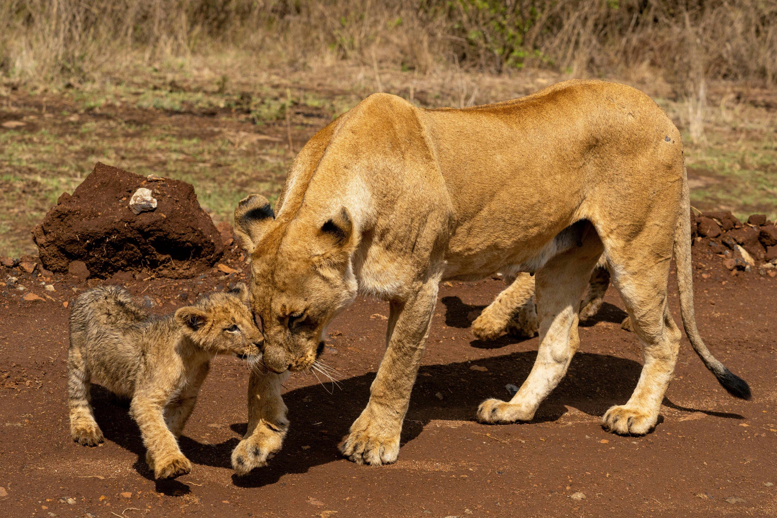 Wildlife in Nairobi National Park
